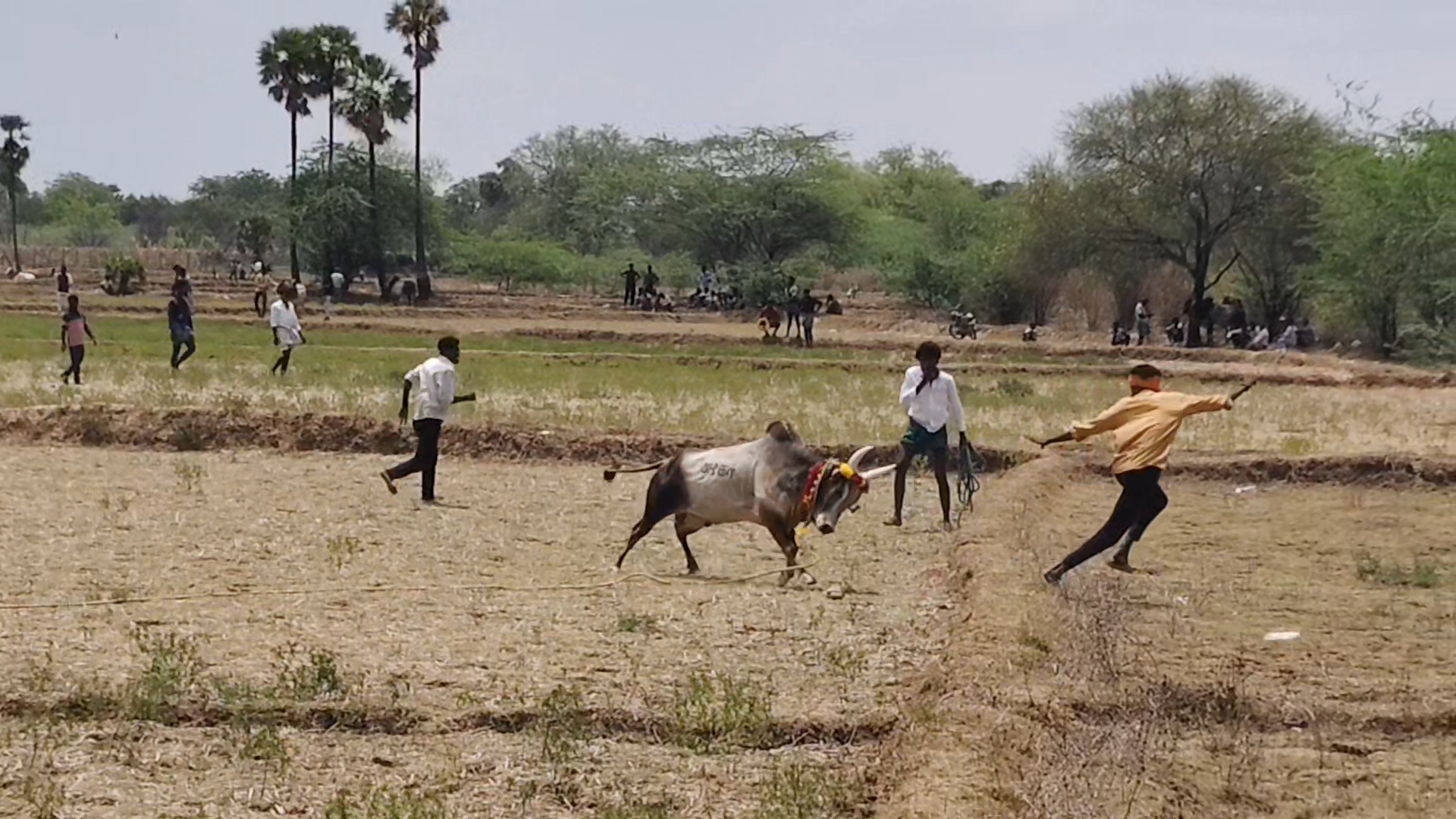 திருப்புத்தூர் அருகே ஆடி படைப்பு விழாவை முன்னிட்டு நடைபெற்ற மஞ்சுவிரட்டு